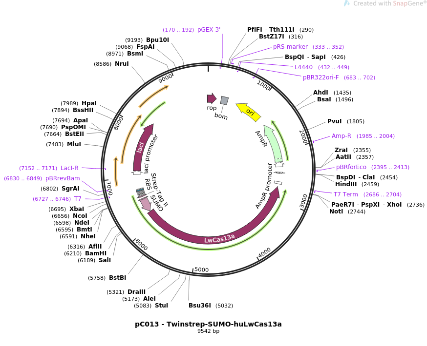 pC013 - Twinstrep-SUMO-huLwCas13a质粒图谱